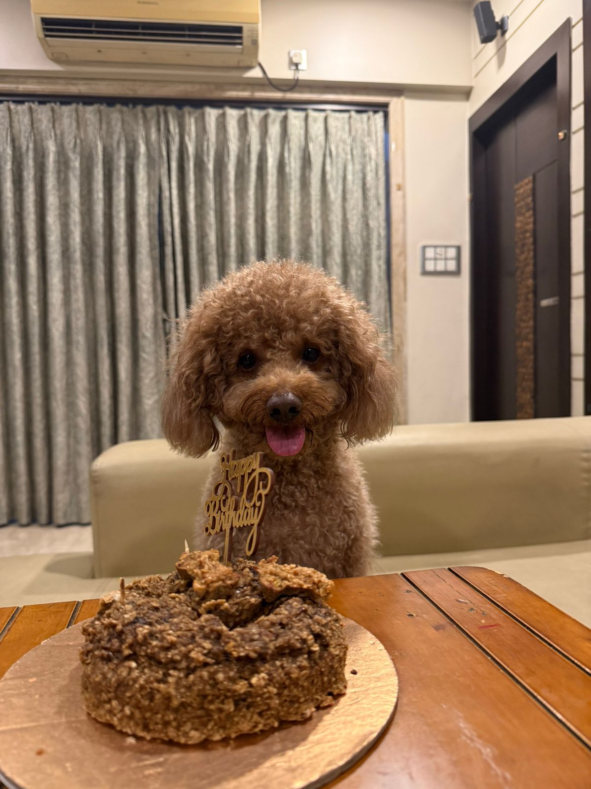 Scotch the poodle